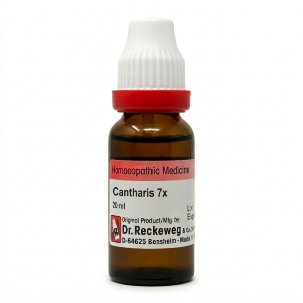 Cantharis 7x