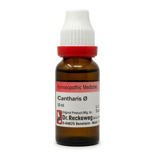 Cantharis Q