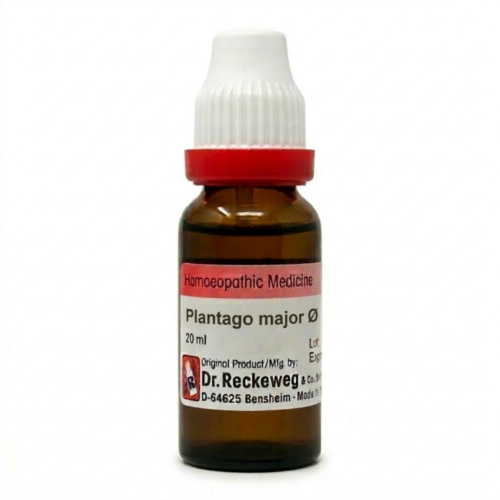 Plantago major Q
